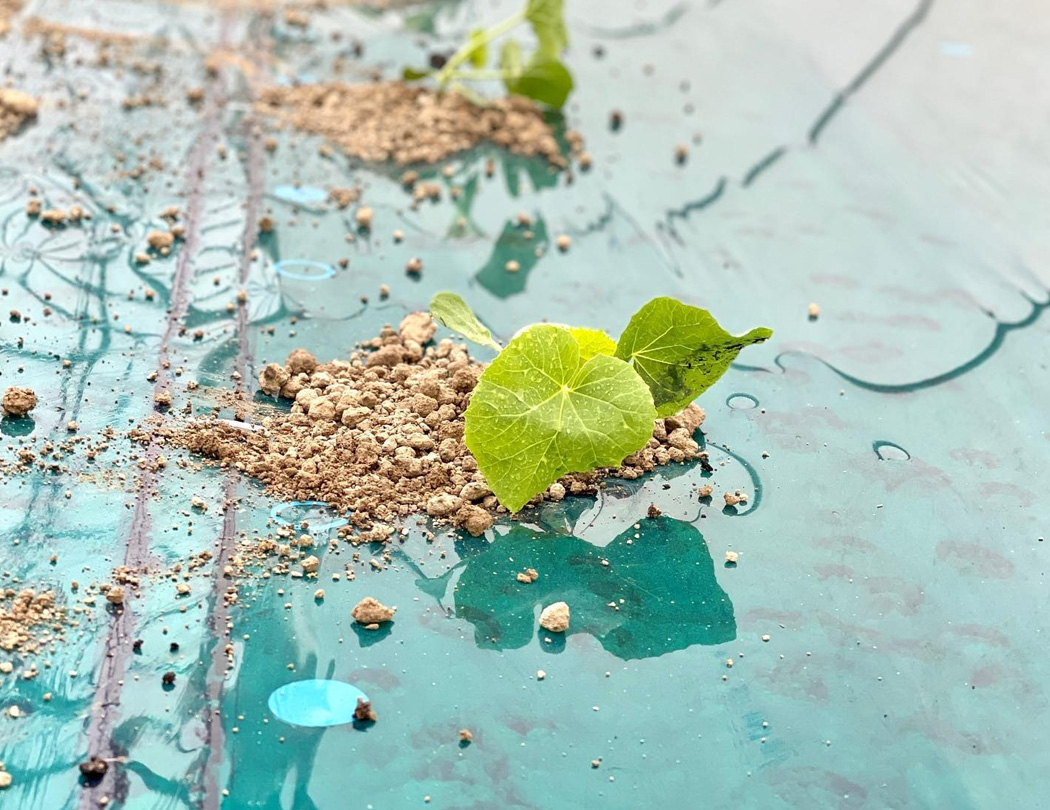 芽や蔓を整える