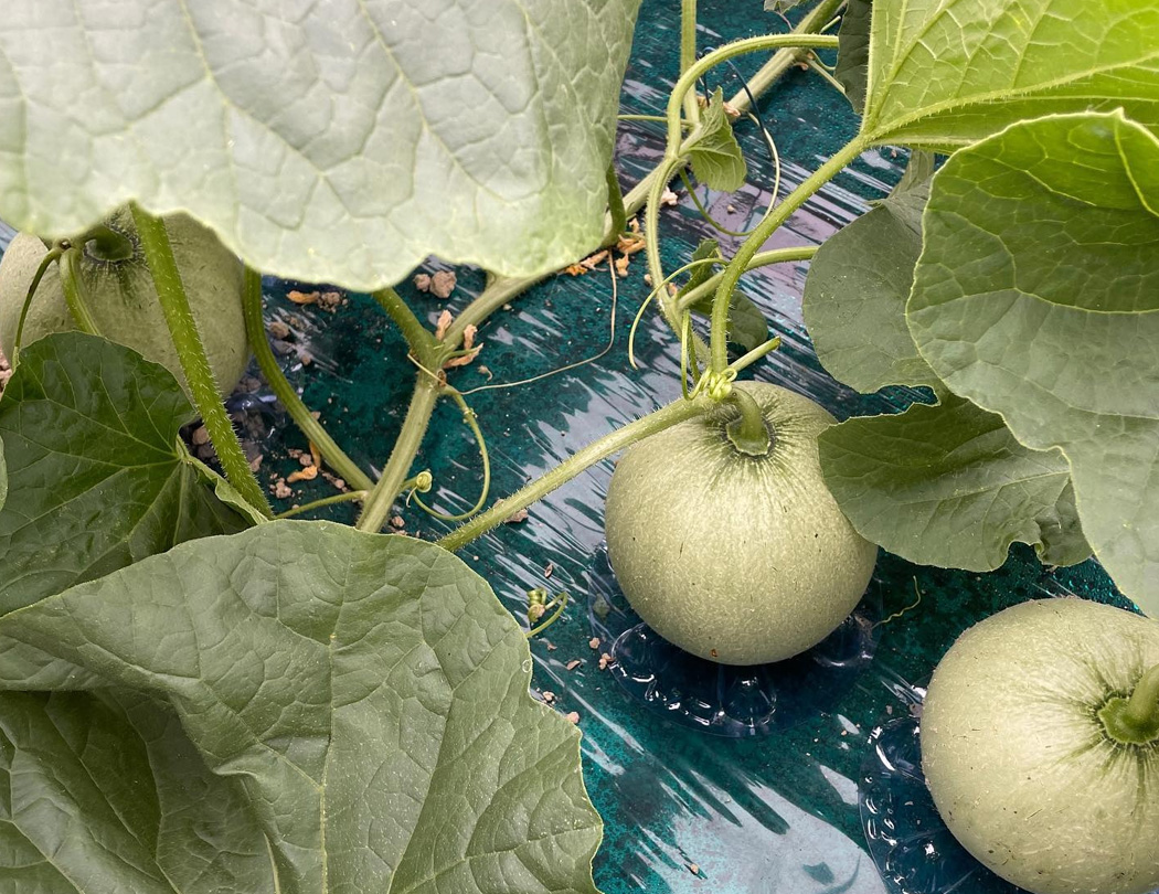 果実の状態を確認