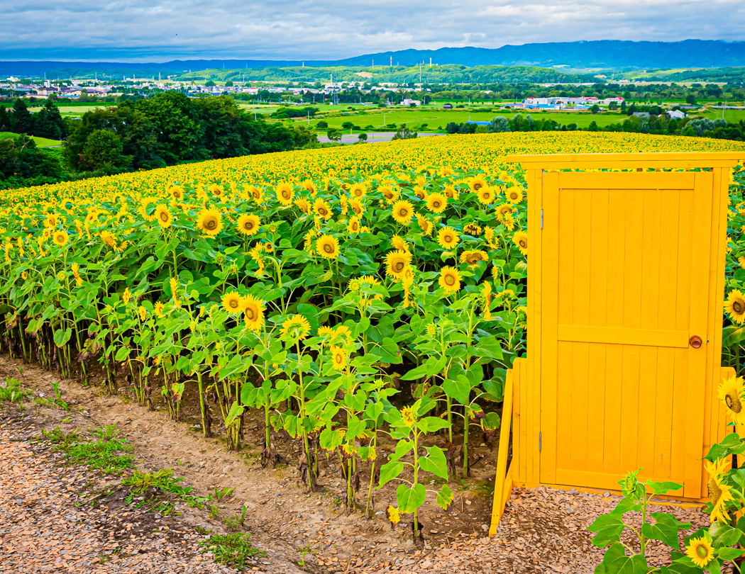 名寄市　ひまわり畑