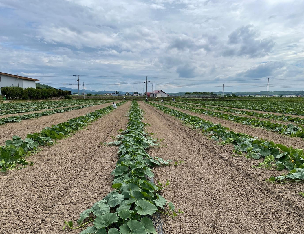 摘芯と蔓引き作業