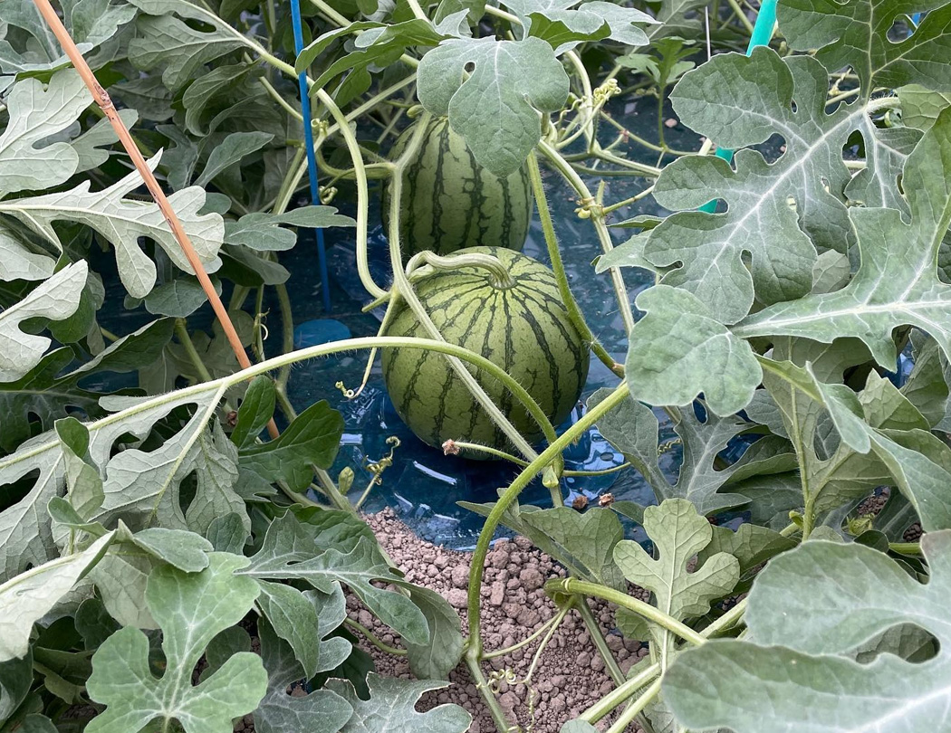 マット敷き作業